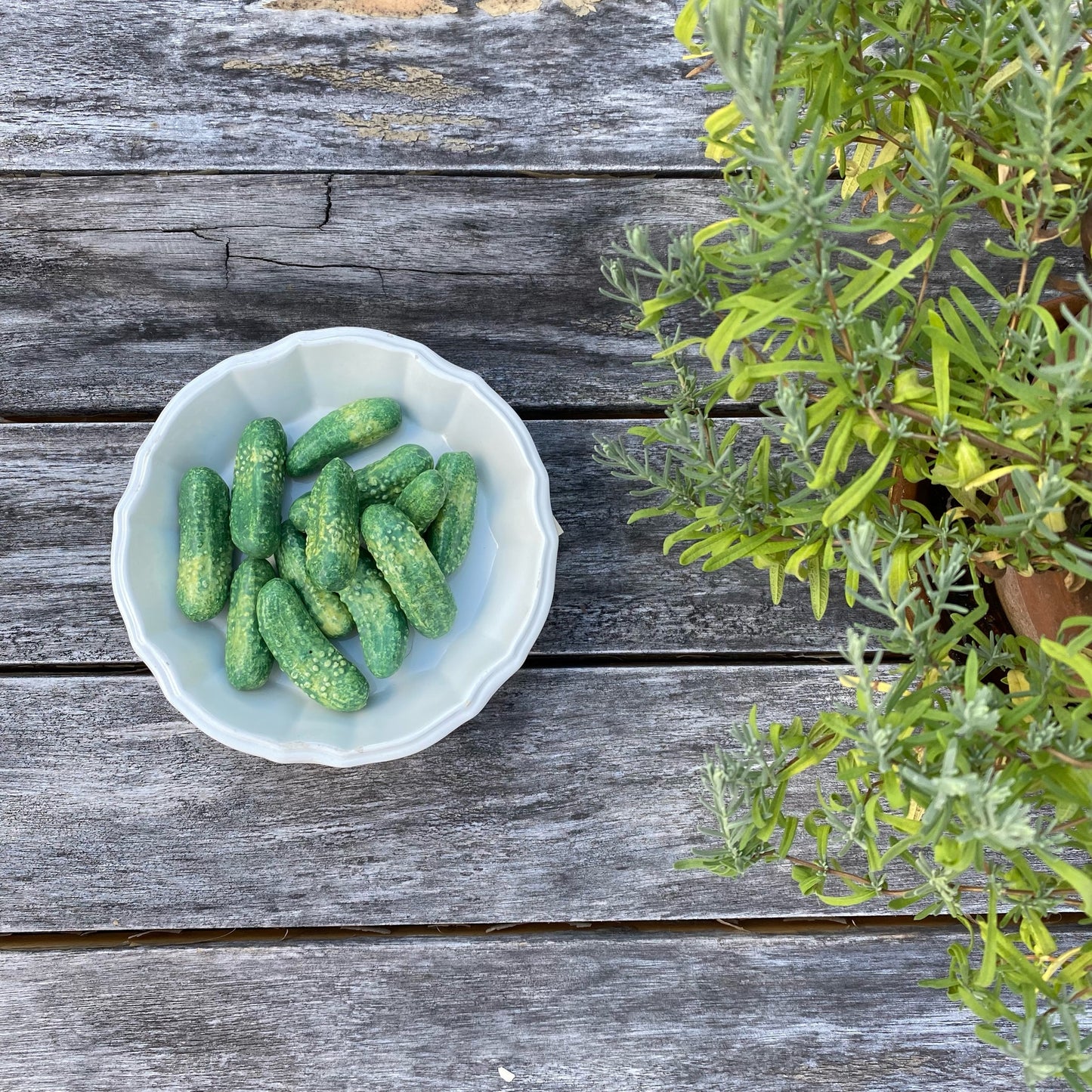 Porcelain Pickling Cucumbers in a Fluted Dish