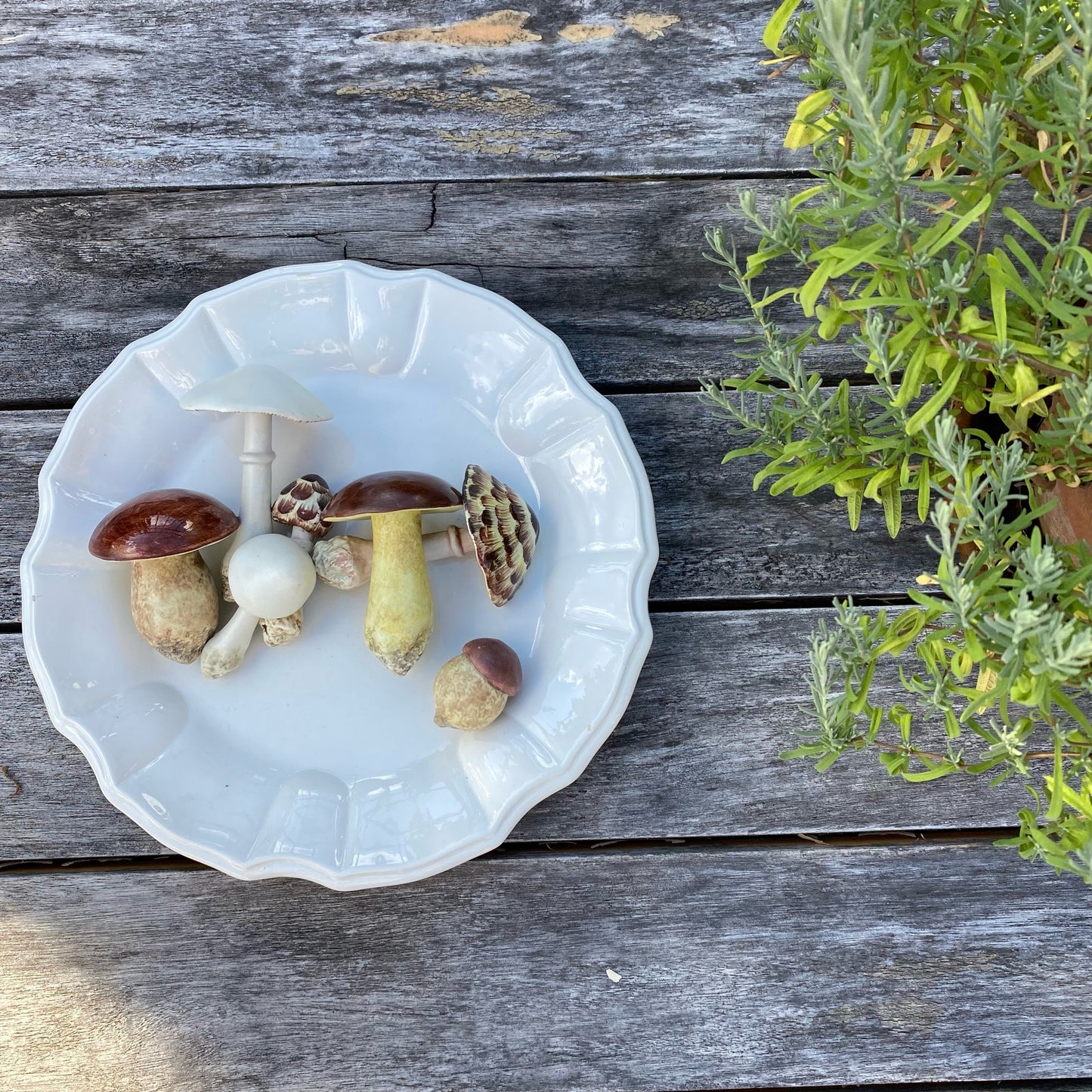 Porcelain Wild Mushrooms Plate